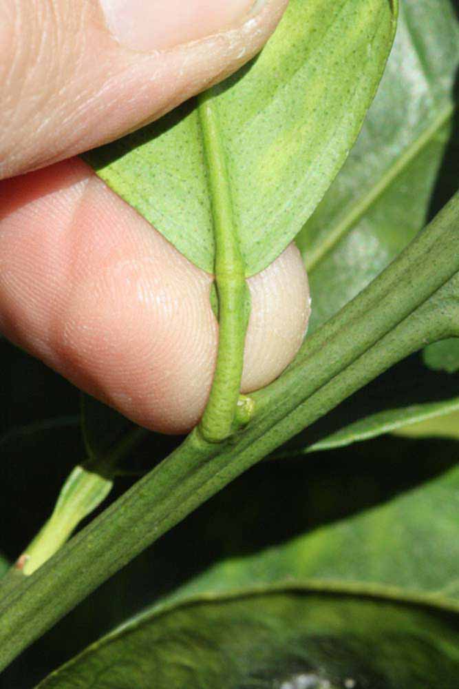              Petiole (Riverside, CA)       